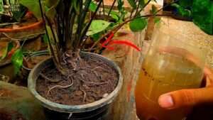 How-to-take-care-of-syngonium-plant