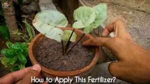 Homemade-fertilizer-for-house-plants