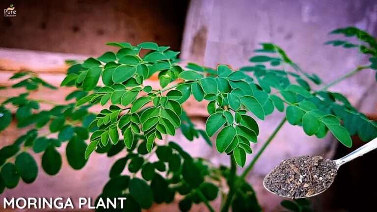 Growing Moringa In Pots - Drumstick Plant Care - Puregreeny