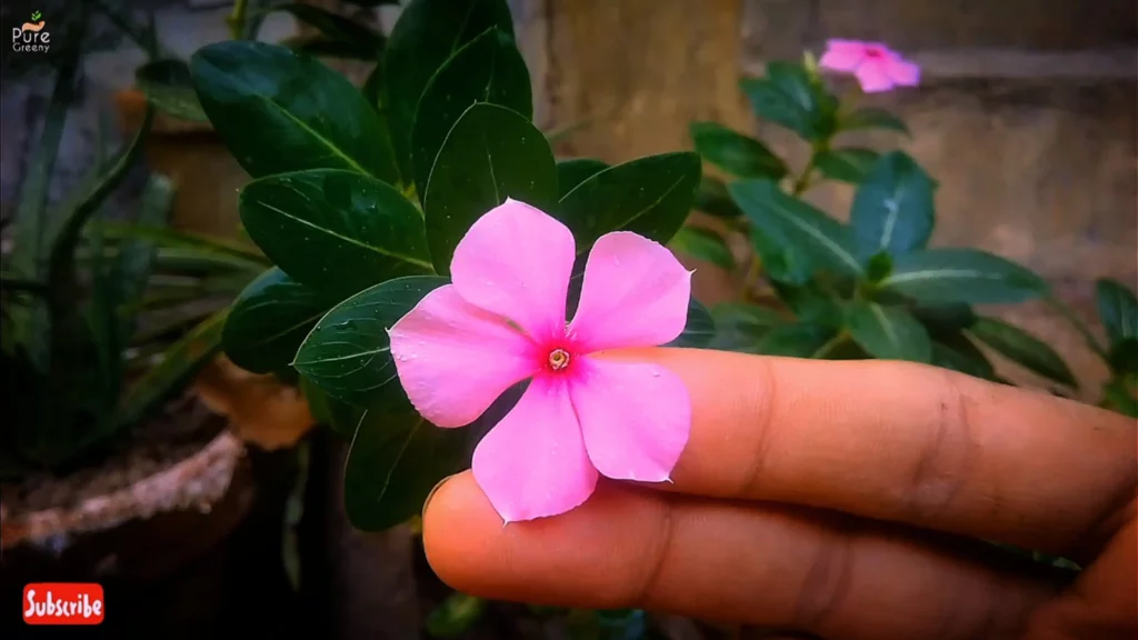 pink-vinca-flower