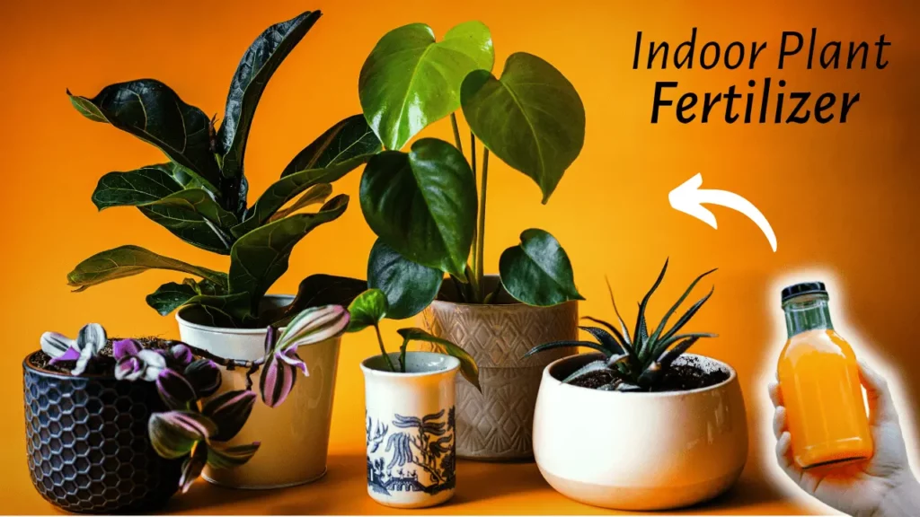 The Best Liquid Fertilizer For Indoor Plant - More Growth & Leaves!