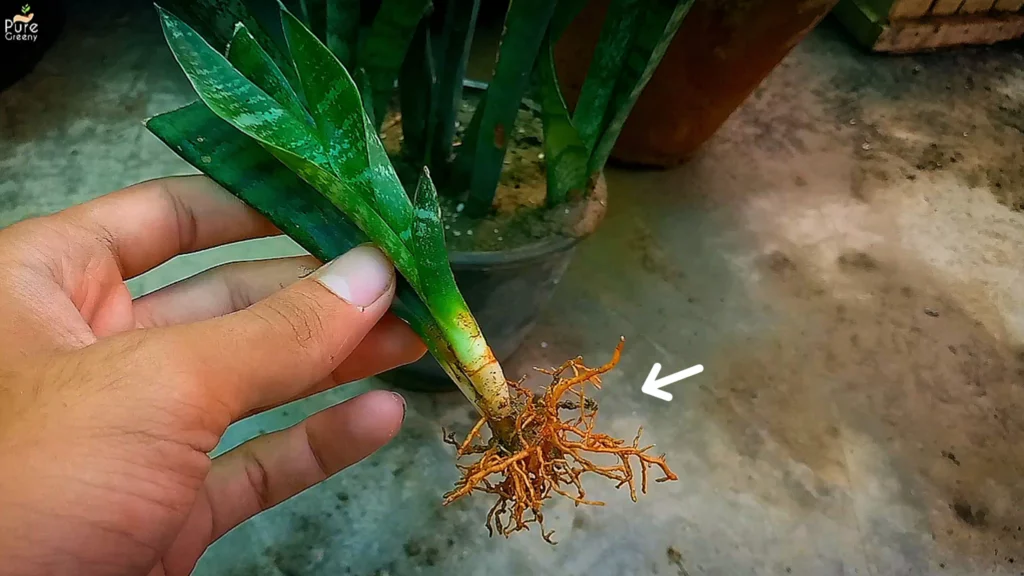 The ULTIMATE GUIDE on Snake Plant Propagation - Get More Snake Plants Now!