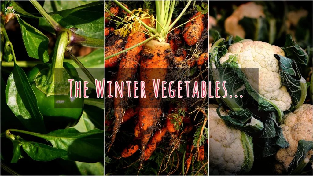 Top 10 Winter Vegetables to Grow at Home! Get Better Harvest