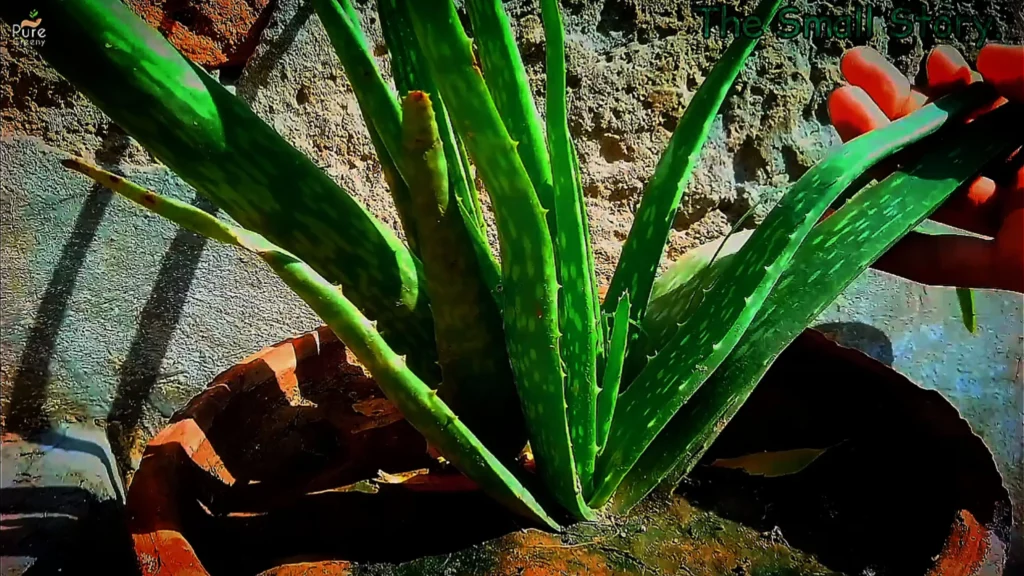 Aloe-vera-plant-care-fertilizer
