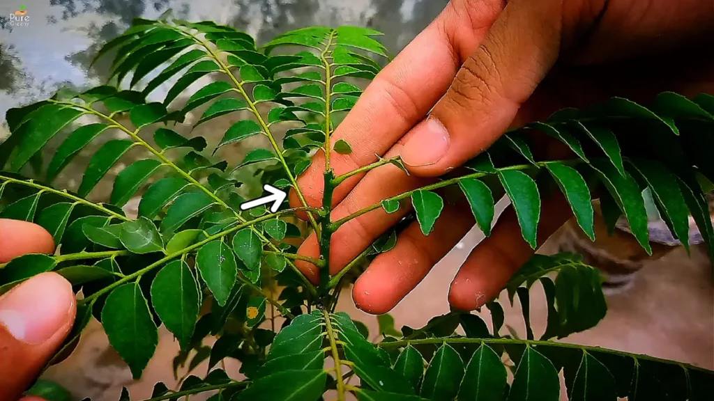 Ultimate Guide On Curry Leaf Plant Care..!