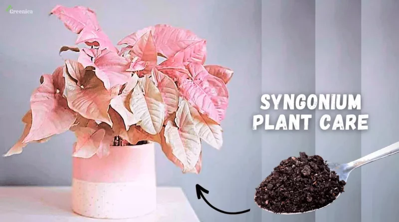 pink-syngonium
