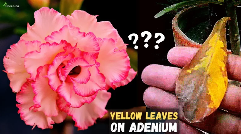 adenium-leaves-turning-yellow