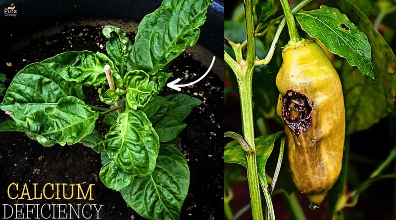 calcium-deficiency-in-pepper-plants