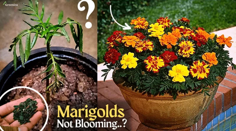 marigold-flower-plant