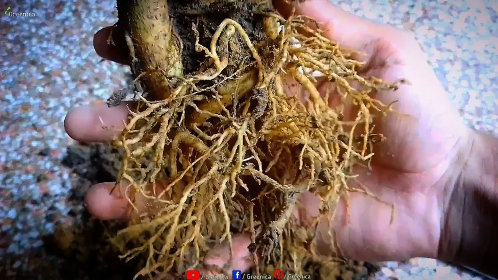 Adenium-Plant-Roots 