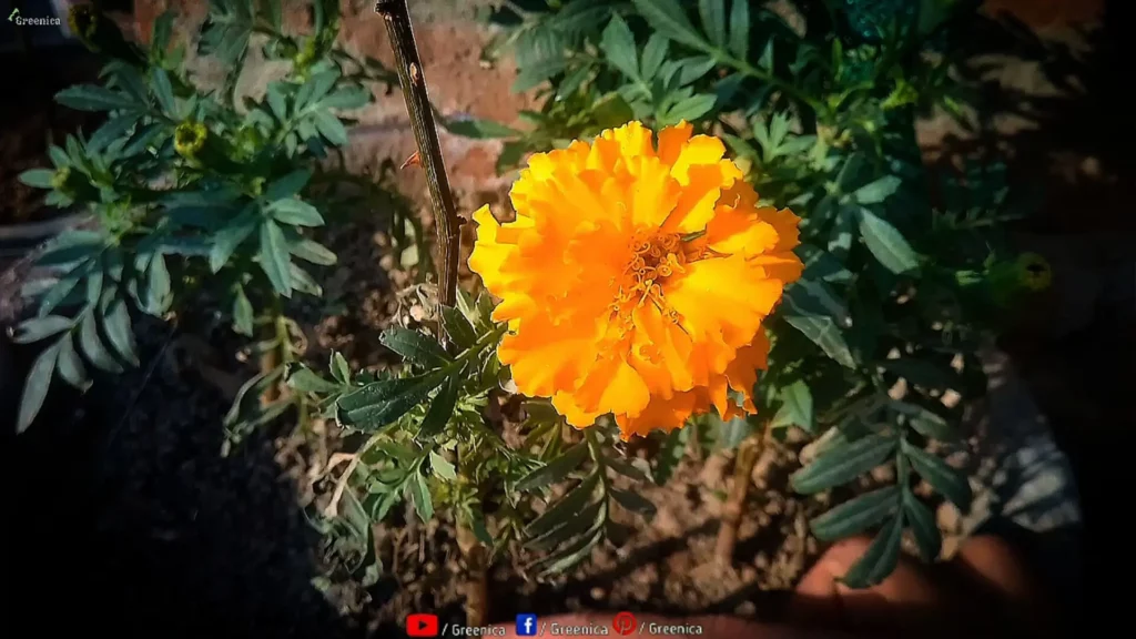 Marigold-Flower-In-Sun
