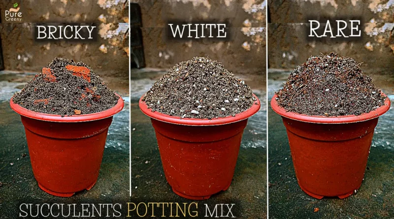 succulent-potting-mix