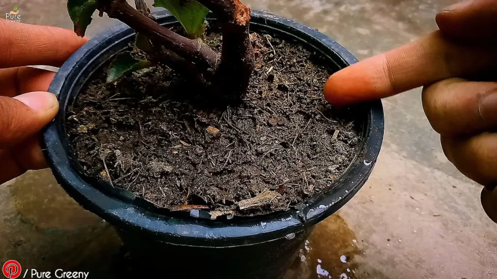 Soil-For-Begonia-Plant