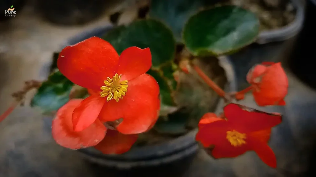 how-to-care-for-a-begonia-plant
