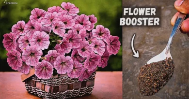best-fertilizer-for-flowering-plants