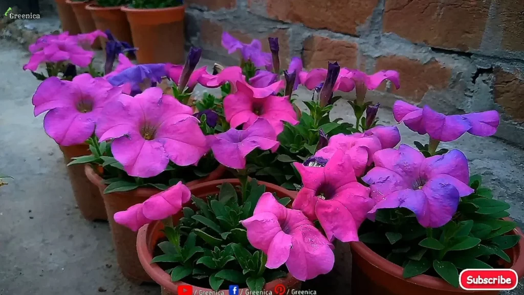 Petunia-Flowers 