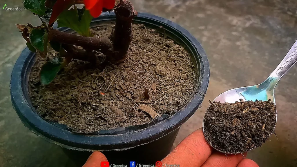 Bloom-Booster-Applying-On-begonias