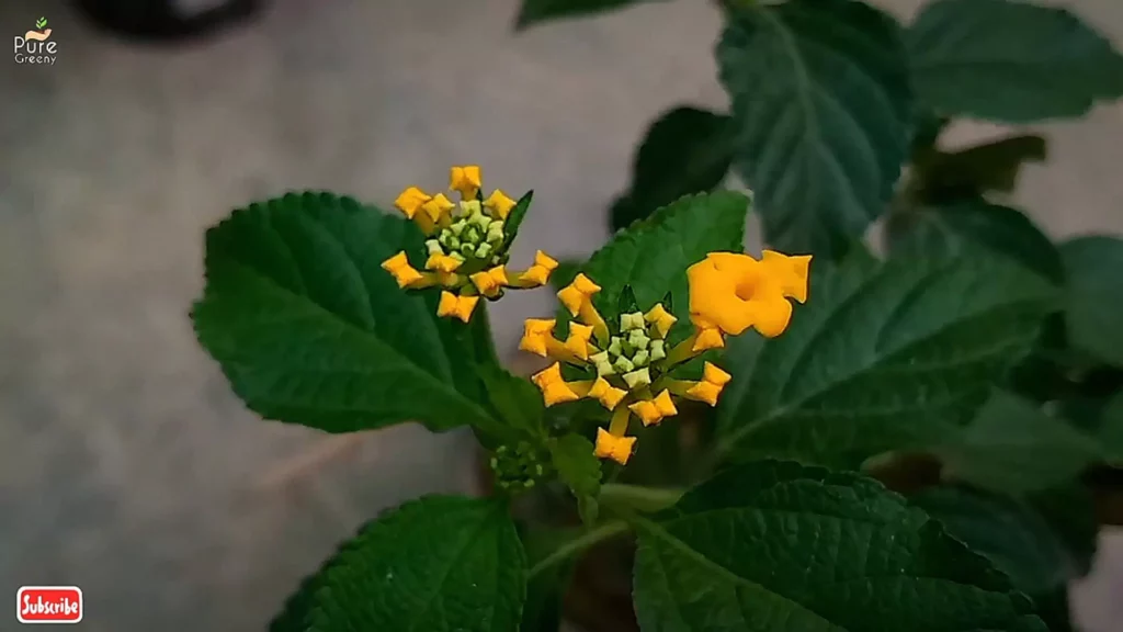 Lantana Plant Buds