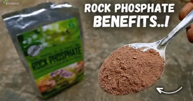 rock-phosphate-organic-fertilizer