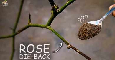 rose-dieback-disease