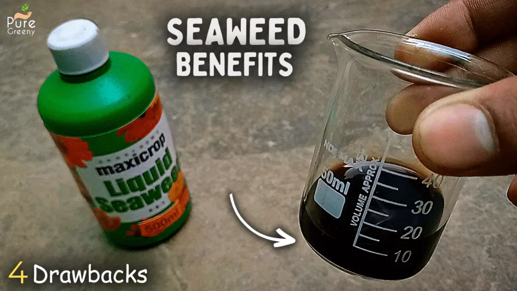 organic-seaweed-fertilizer