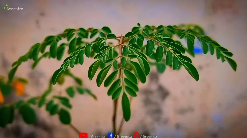 New Leaves of Moringa Tree