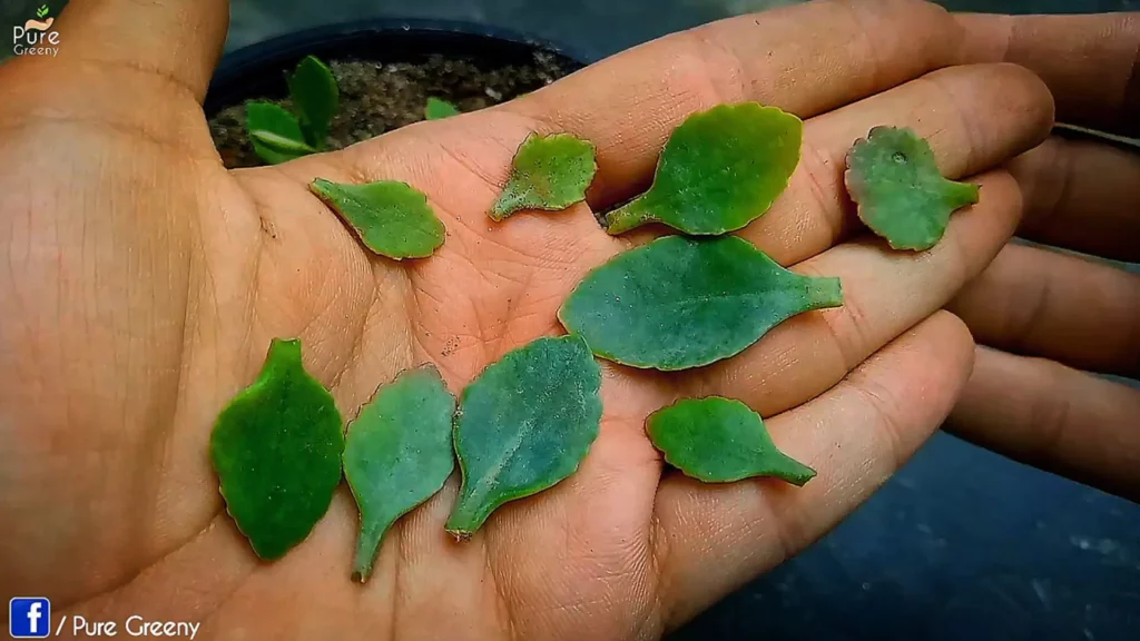 Kalanchoe-Plant-Leaves