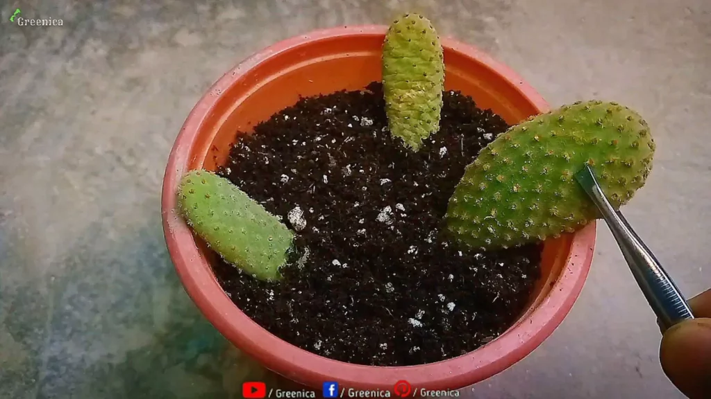 how-to-propagate-bunny-ear-cactus