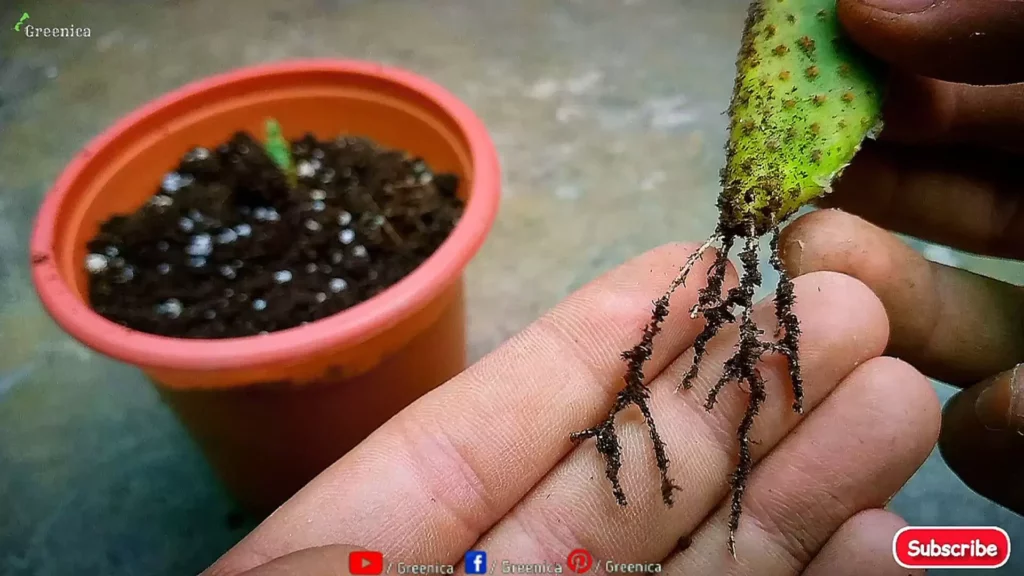 Propagated-Cacti-Leaf-With-Roots 