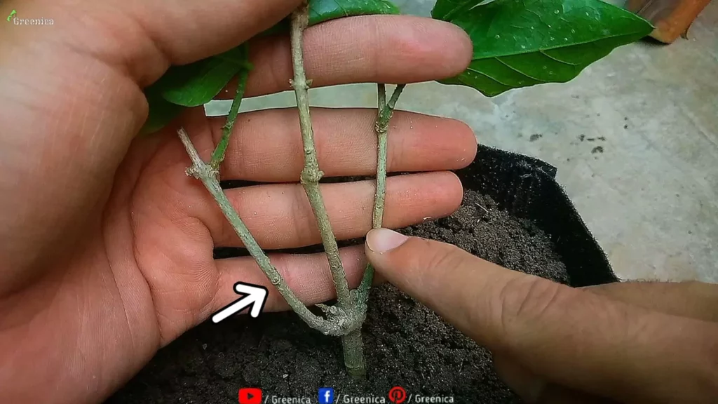 Side Branches of Jasmine Plant