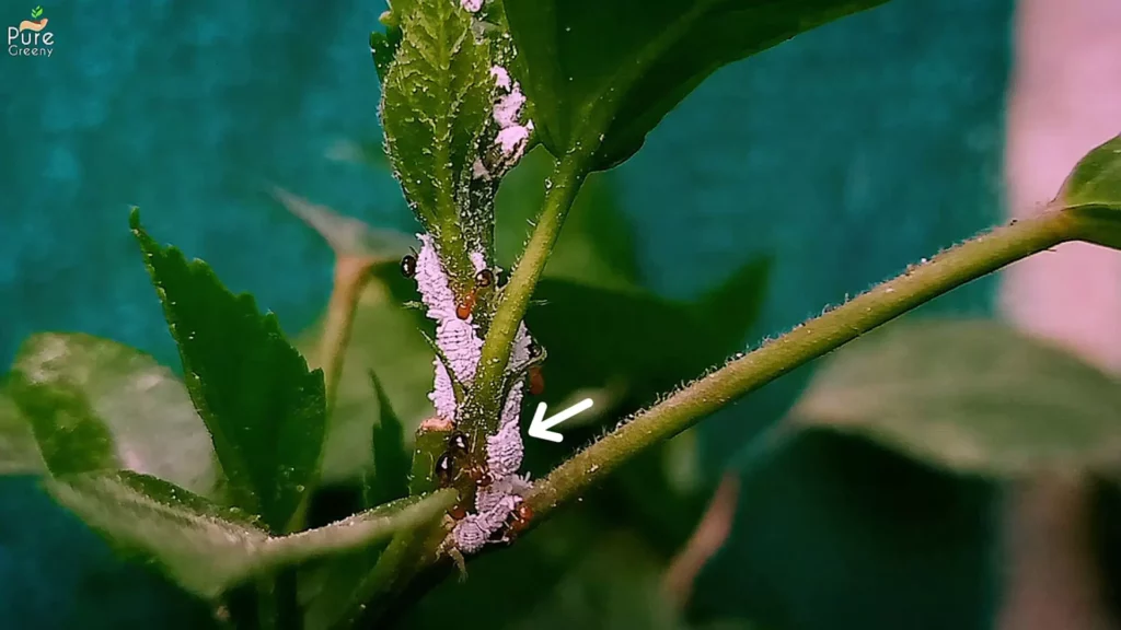 MealyBugs Attack On Hibiscus Plant