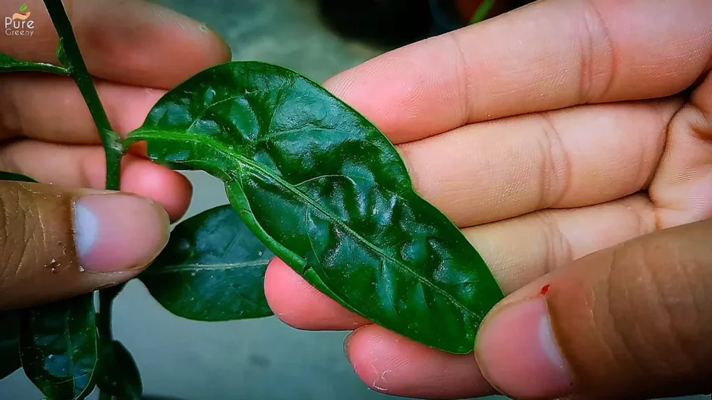 Curled Leaf of Night Jasmine