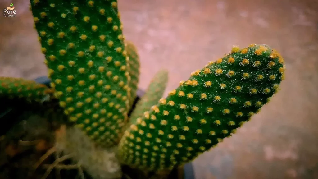 Bunny-cactus-Leaf