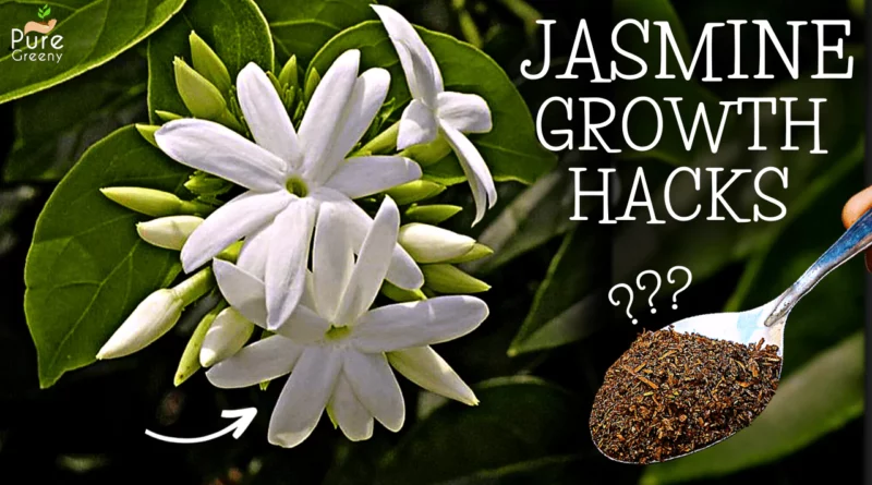 Jasmine-Plant-Growing-Tips