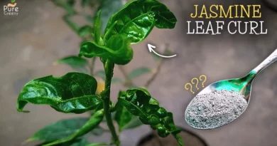 jasmine-plant-leaves-curling