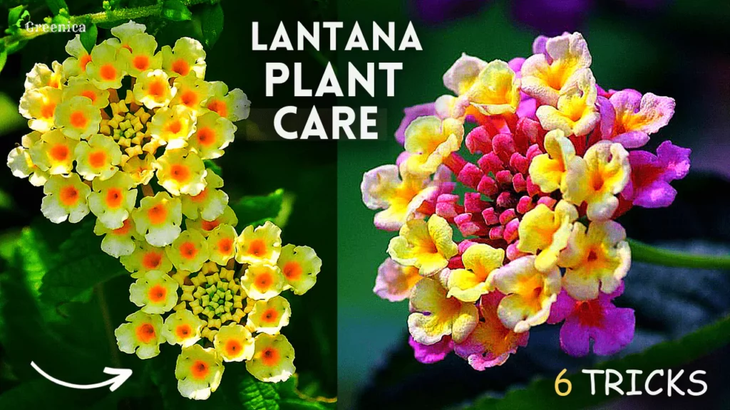 6-Easy Tricks For Lantana Plant Care! (Follow This Way)