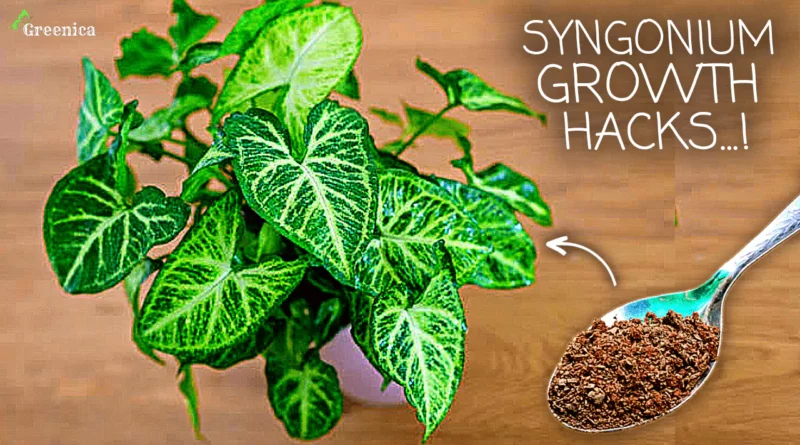 The ULTIMATE Guide on Syngonium Plant Care! (7-GROWTH HACKS)