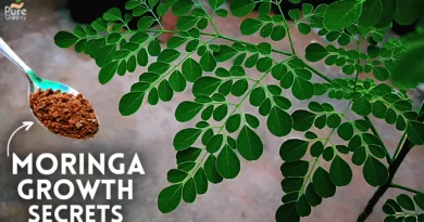 Moringa-plants