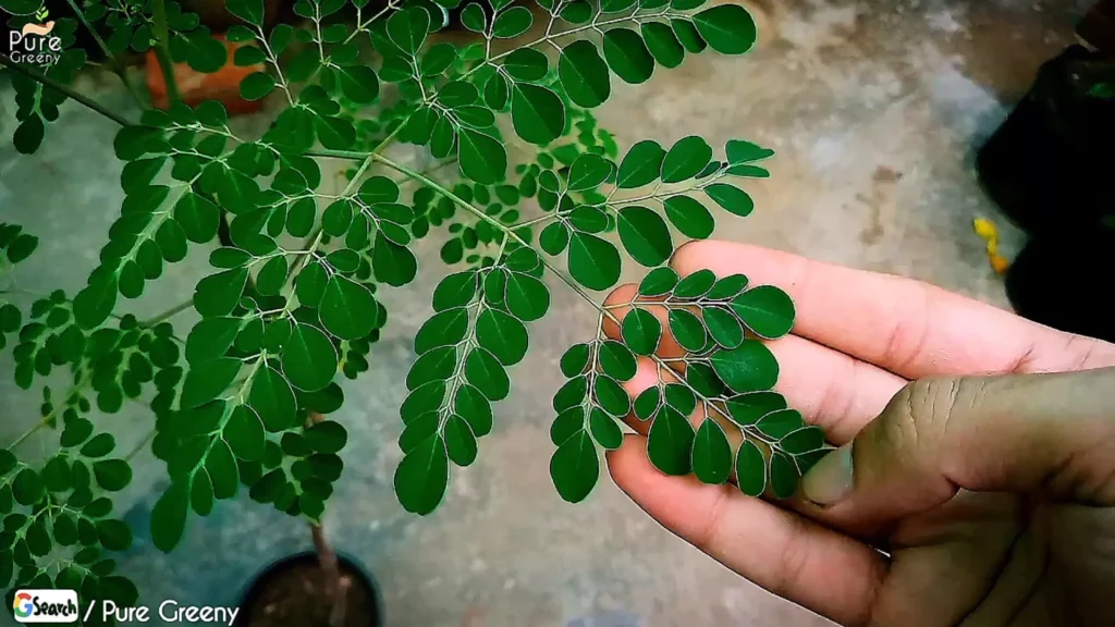Moringa-Green-Leaves