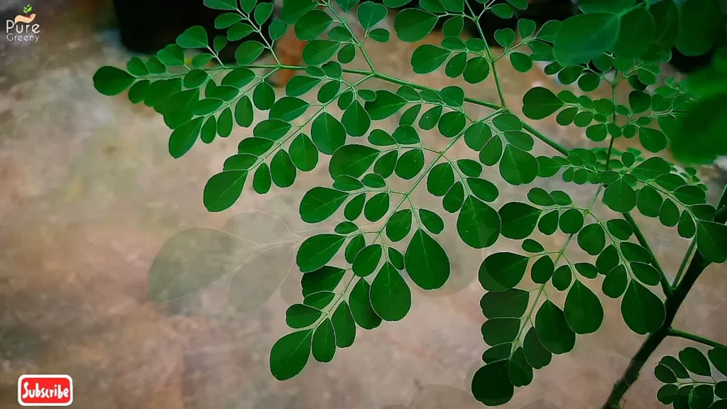 Moringa Green Leaves