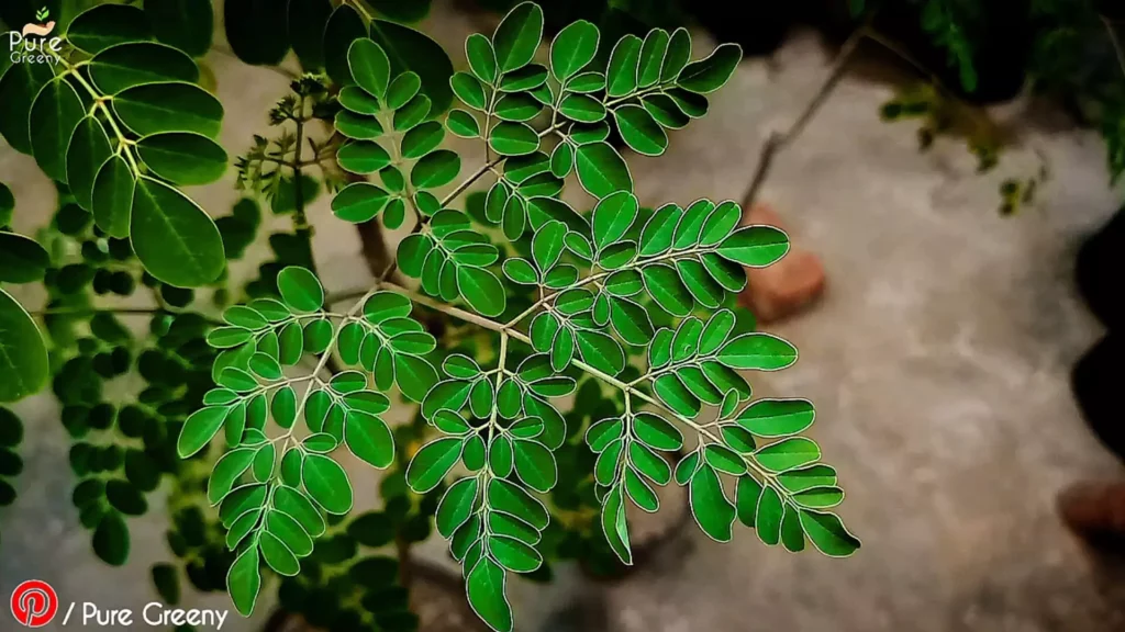 Moringa Leaves