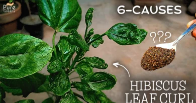 How To Treat Hibiscus Leaf Curl Problem? (CAUSES & CURES)