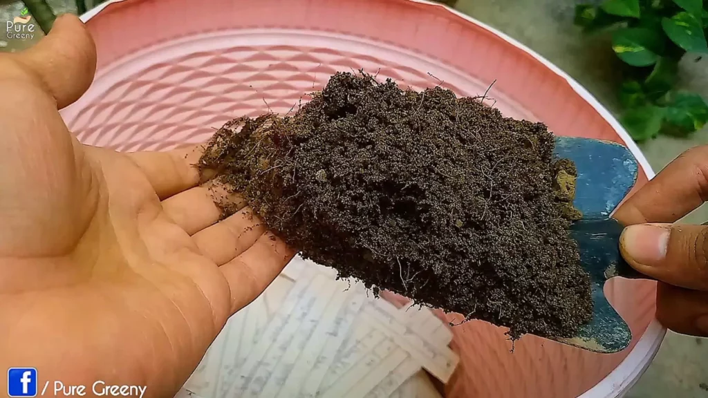 Adding Compost at the base of leaves