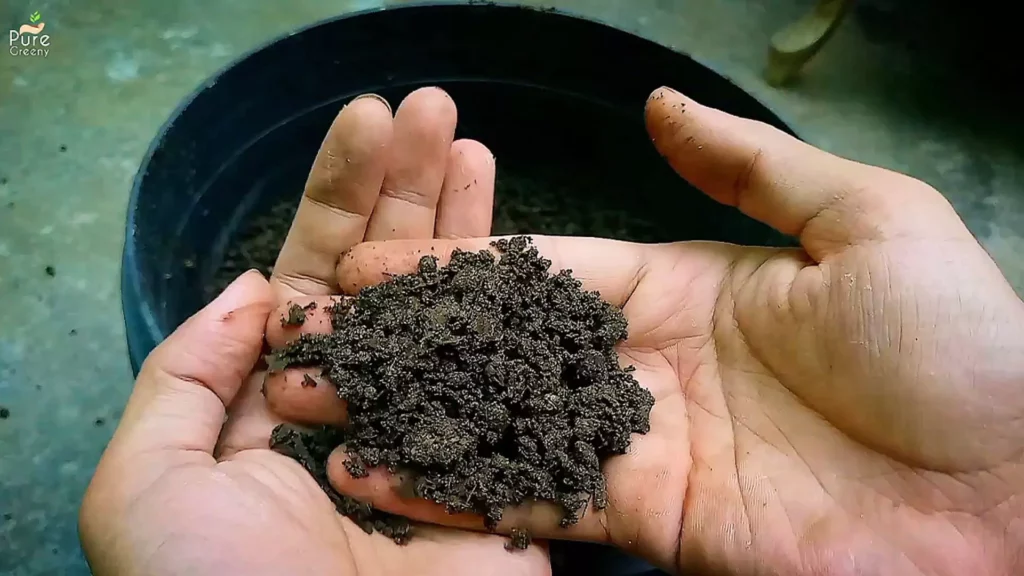 Homemade Leaf Mould Compost