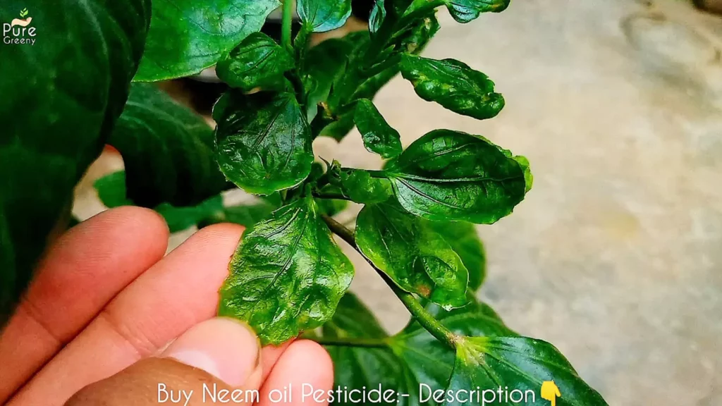 Leaf Curl on Hibiscus Plant