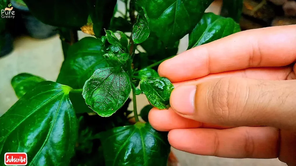 Hibiscus Plant Leaf curl problem