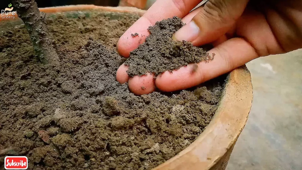 Loose & well Draining Soil