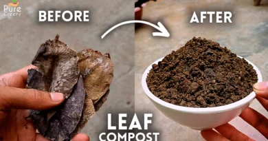 How To Make Leaf Mould Compost at Home? (WITH UPDATES)