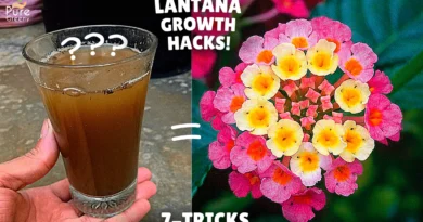 How to Grow LANTANA PLANT Fast? (7-SECRETS*)