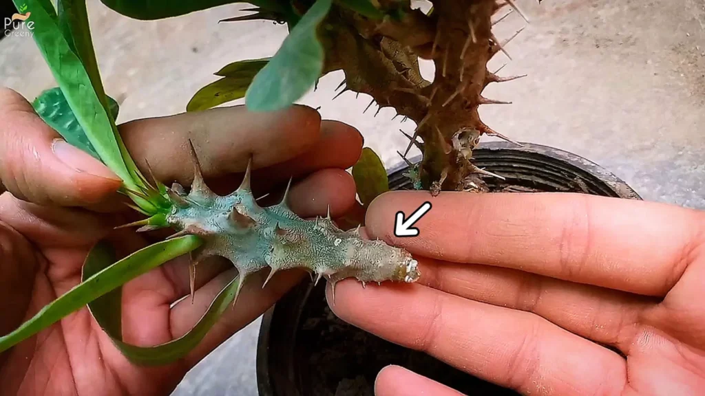 Taking Euphorbia Milii Cuttings
